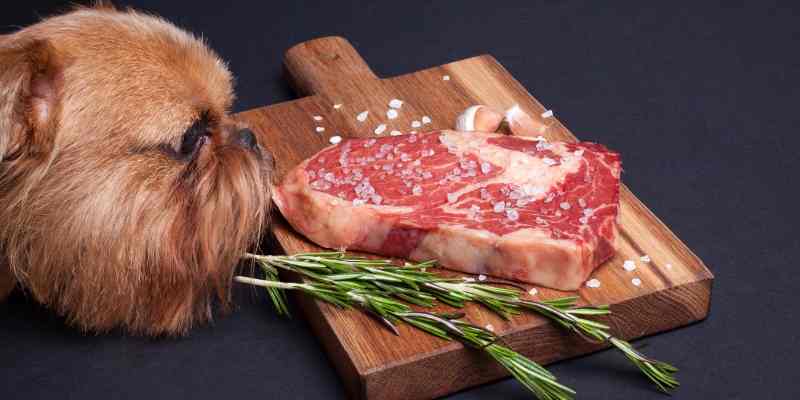 can-dogs-eat-steak-cooked-or-raw-vet-s-advices-included