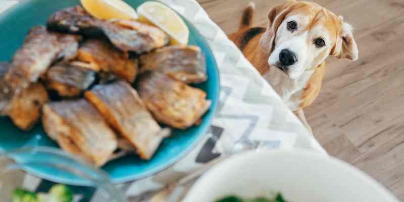 Can Dogs Eat Steak? Cooked or Raw? (+Vet's advices included)